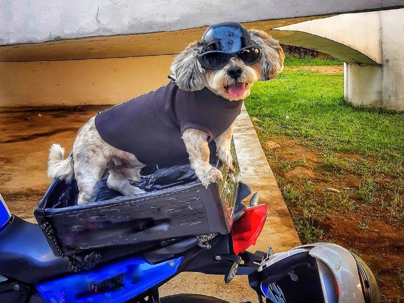 como viajar com cachorro de moto no frio